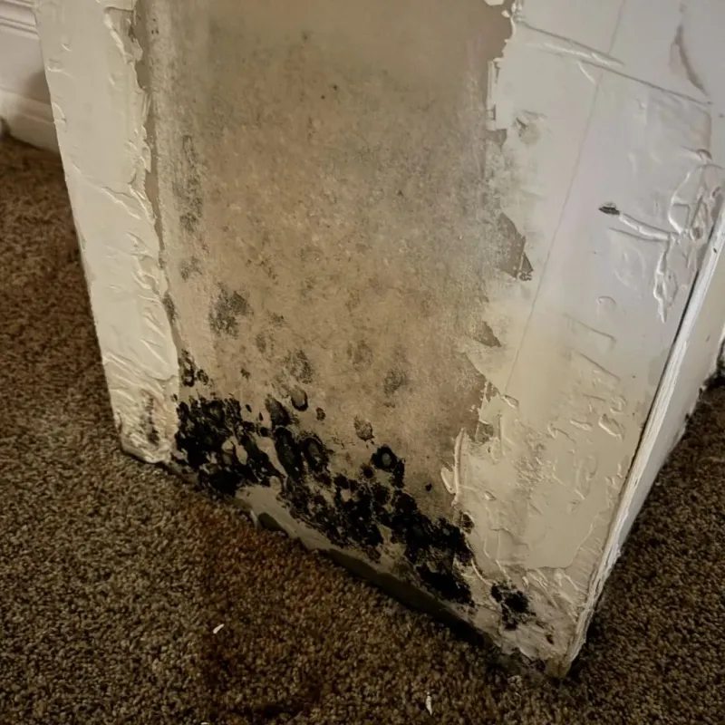 Professional Mold Removal in De Witt County, IL